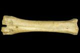 Pleistocene Aged, Fossil Horse Metatarsal - Kansas #150447-2